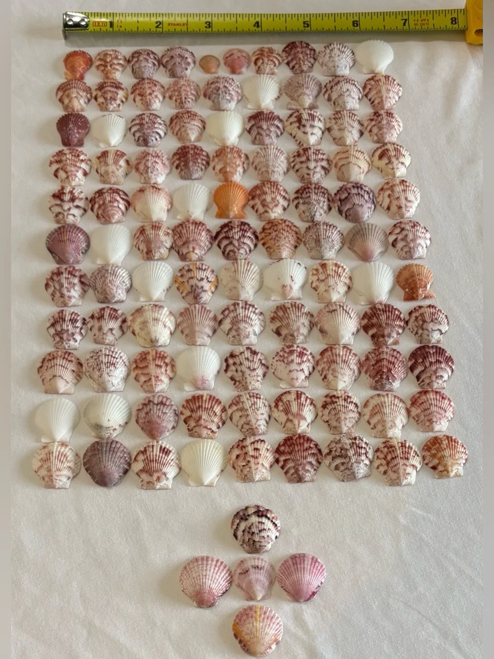 105 LOT SEA SHELLS SANIBEL FL SCALLOP SMALL TINY MIXCOLOR CRAFT COLLECT SCALLOPS